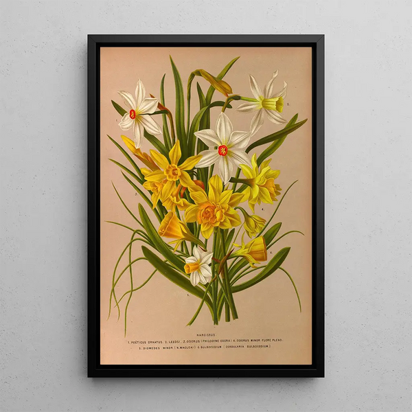 Narcisse 1 - Arentina Hendrica Arendsen — oprawiony obraz na ścianie