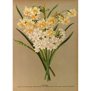 Arentina Hendrica Arendsen - Narcissus 2.webp