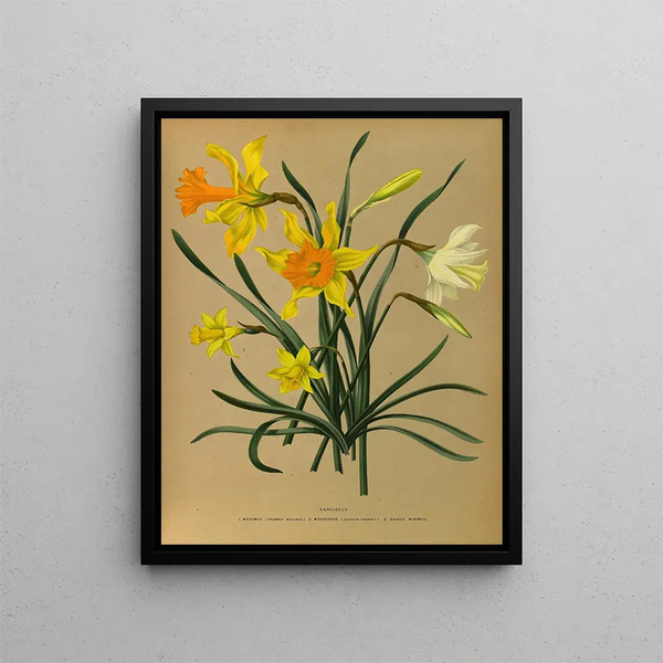 Narcisse 3 - Arentina Hendrica Arendsen — oprawiony obraz na ścianie