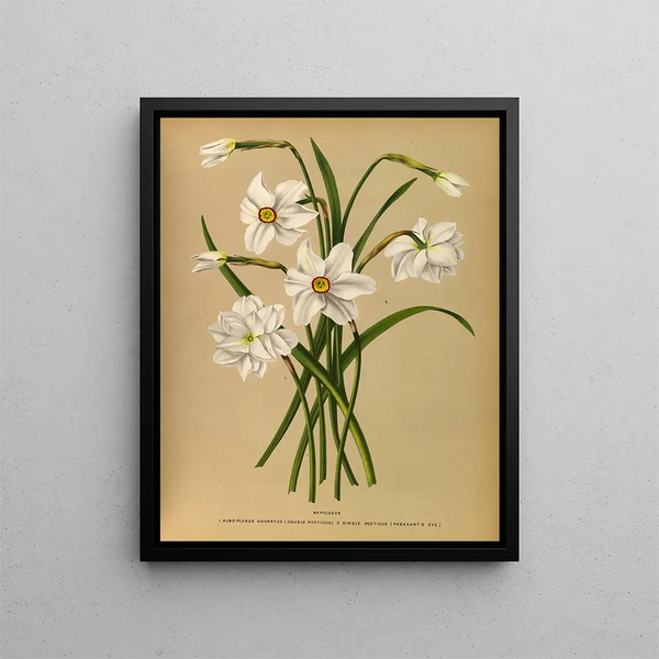 Narcisse 4 - Arentina Hendrica Arendsen — oprawiony obraz na ścianie