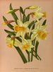 Narcisse dwukolorowy 2 Narcisse dwukolorowy Var Horsfieldi - Arentina Hendrica Arendsen — widok dzieła