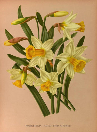 Arentina Hendrica Arendsen - Narcissus Bicolor 2 Narcissus Bicolor Var Horsfieldi.webp