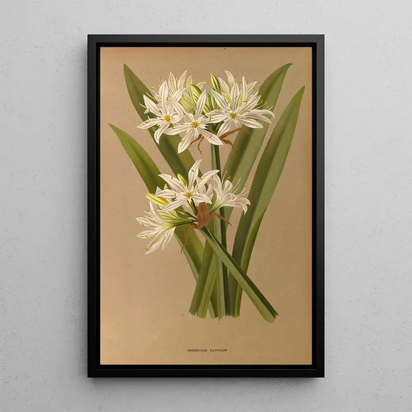 Reprodukcja obrazu Pancratium illyricum - Arentina Hendrica Arendsen