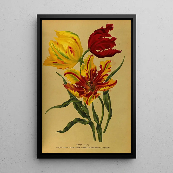 Reprodukcja obrazu Tulipes perroquet - Arentina Hendrica Arendsen