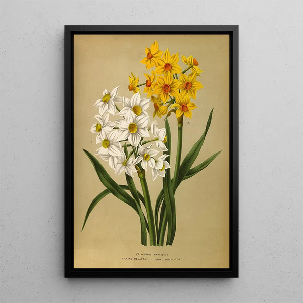 Narcisse polyanthus Grand Monarque Grand Soleil d'Or - Arentina Hendrica Arendsen — oprawiony obraz na ścianie