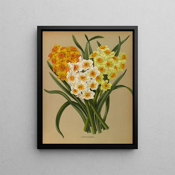 Narcisse Polyanthus - Arentina Hendrica Arendsen — oprawiony obraz na ścianie