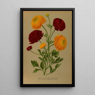 Arentina Hendrica Arendsen - Ranunculus Africanus Doubl Turban Ranunculus.webp
