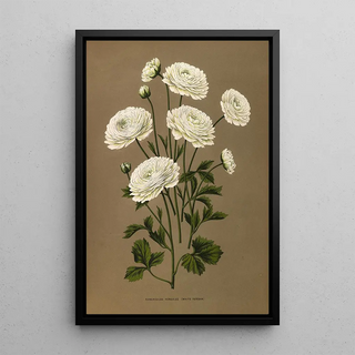 Arentina Hendrica Arendsen - Ranunculus Hercules White Turban.webp