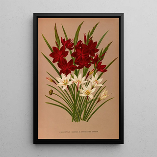 Arentina Hendrica Arendsen - Schizostylis Coccinea 2 Zephyranthes Candida.webp