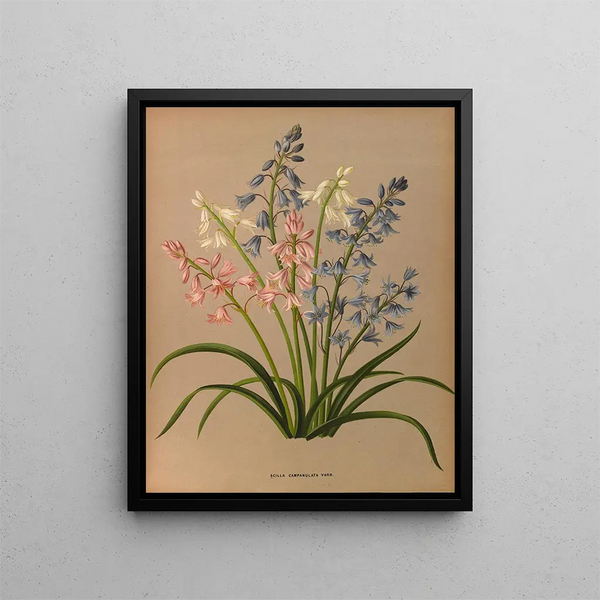 Scilla campanulata varr - Arentina Hendrica Arendsen — oprawiony obraz na ścianie