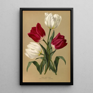 Arentina Hendrica Arendsen - Single Early Tulips 1White Pottebakker 2Prosperpine.webp