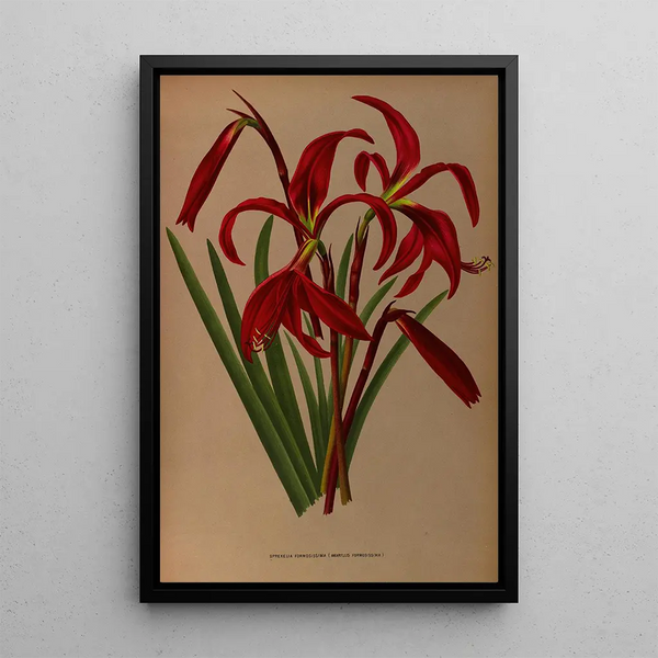 Reprodukcja obrazu Sprekelia formosissima Amaryllis formosissima - Arentina Hendrica Arendsen