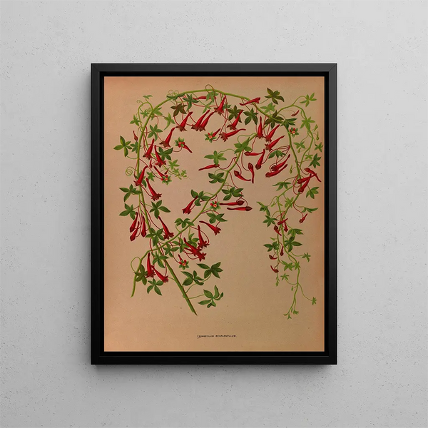 Tropaeolum pentaphyllum - Arentina Hendrica Arendsen — oprawiony obraz na ścianie