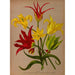 Tulipa - Arentina Hendrica Arendsen — widok dzieła