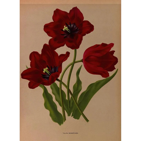 Tulipa gesneriana - Arentina Hendrica Arendsen — oprawiony obraz na ścianie