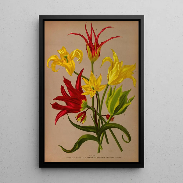 Tulipa - Arentina Hendrica Arendsen — oprawiony obraz na ścianie