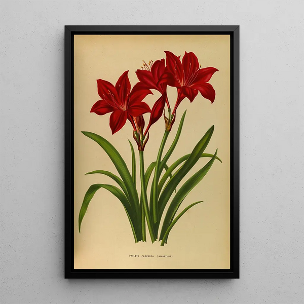 Reprodukcja obrazu purpurowej Vallota amaryllis - Arentina Hendrica Arendsen