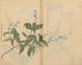 Carnet de croquis Pl005 - Ariyoshi Kondo — widok dzieła