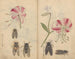 Carnet de croquis Pl044 - Ariyoshi Kondo — widok dzieła