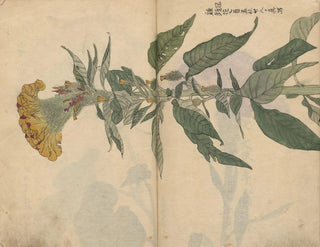 Ariyoshi Kondo - Sketchbook Pl049.webp
