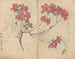 Carnet de croquis Pl056 - Ariyoshi Kondo — widok dzieła