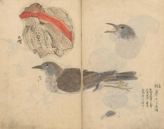 Ariyoshi Kondo - Sketchbook Pl081.webp