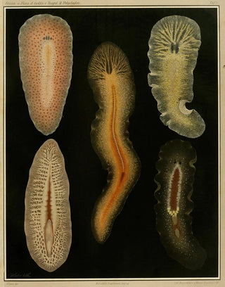 Arnold Lang - Die polycladen des golfes von Neapel und der angrenzenden meeresabschnitte pl4.webp