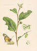 Charaxididae i Apaturidae z kolonii Kamerunu, pl. 2 - Arnold Schultze — widok dzieła