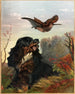 Cocker i Bécasse - Arthur Fitzwilliam Tait — widok dzieła