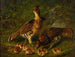 Gros-bec à plumes rousses et jeunes - Arthur Fitzwilliam Tait — widok dzieła