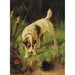 Reprodukcja obrazu Terrier - Arthur Wardle