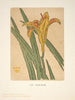 Ipswich imprime Lily - Arthur Wesley Dow — widok dzieła