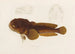Batrachus algeriensis - Arthus Bertrand — widok dzieła