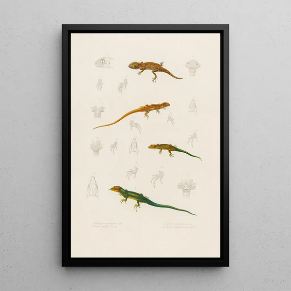 Stenodactylus Mauritanicus Lacerta perspicillata Eremias pardalis Lacerta perspicillata - Arthus Bertrand — oprawiony obraz na ścianie
