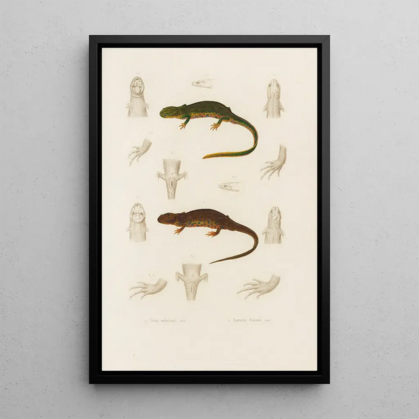 Triton nebulosus Euproctus Rusconii - Arthus Bertrand — oprawiony obraz na ścianie