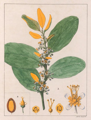 Auguste de SaintHilaire - A Erythroxylum Suberosum B Erythroxylum Deciduum.webp