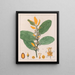 A. Erythroxylum Suberosum B. Erythroxylum Deciduum - Auguste de Saint-Hilaire — oprawiony obraz na ścianie