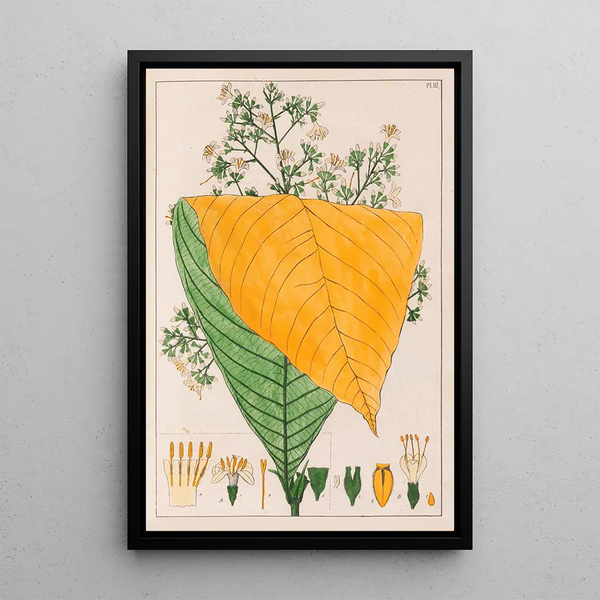 Reprodukcja obrazu B Exostema Australe A Exostema Cuspidatum - Auguste de Saint-Hilaire