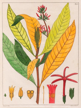 Auguste de SaintHilaire - Cinchona Ferruginea.webp