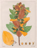Cissampelos ovalifolia - Auguste de Saint-Hilaire — widok dzieła