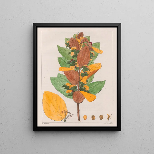 Cissampelos ovalifolia - Auguste de Saint-Hilaire — oprawiony obraz na ścianie