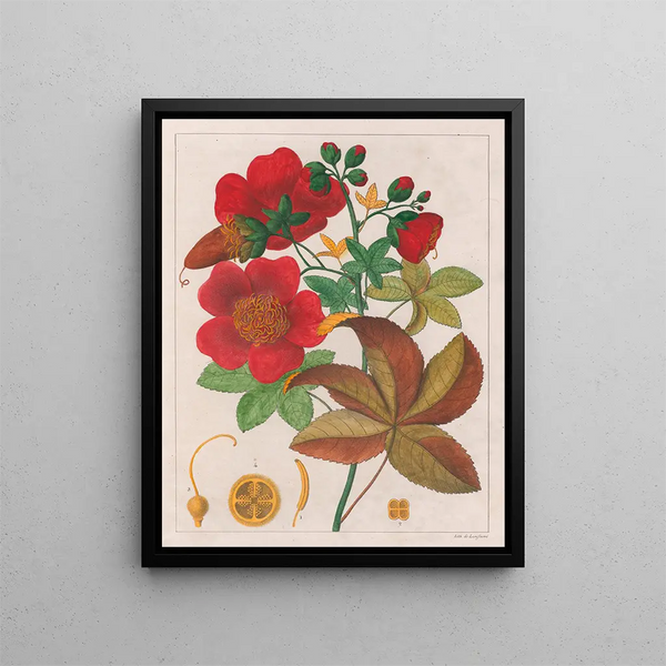 Cochlospermum insigne - Auguste de Saint-Hilaire — oprawiony obraz na ścianie
