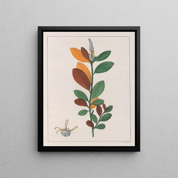 Croton campestris - Auguste de Saint-Hilaire — oprawiony obraz na ścianie