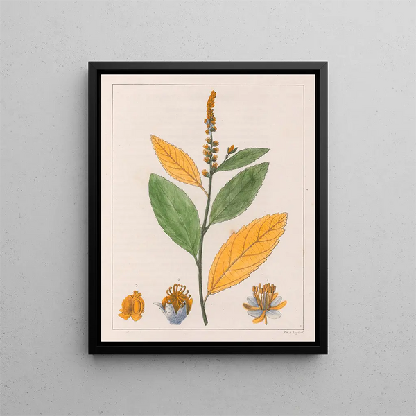 Croton perdicipes - Auguste de Saint-Hilaire — oprawiony obraz na ścianie