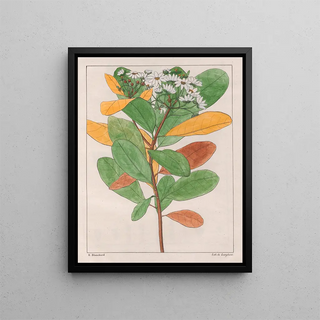 Auguste de SaintHilaire - Drymys Granatensis V Campestris.webp