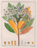 Drymys granatensis V. sylvatica - Auguste de Saint-Hilaire — widok dzieła