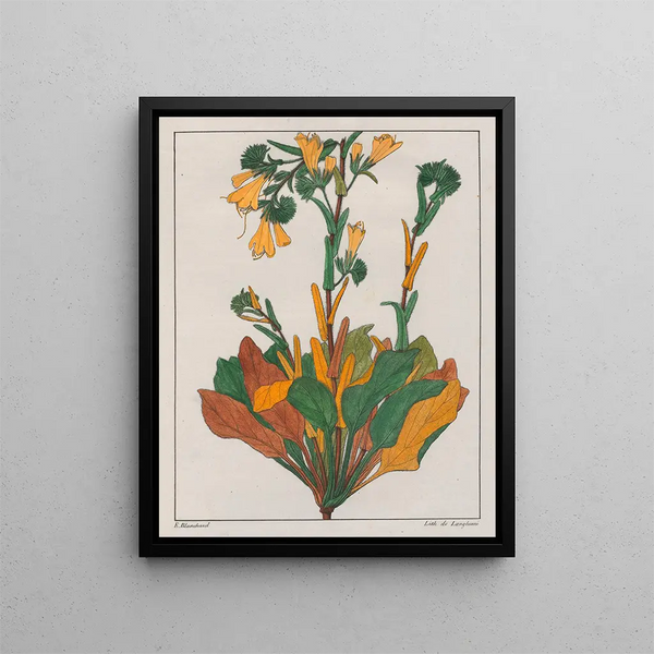Echius plantagineum - Auguste de Saint-Hilaire — oprawiony obraz na ścianie
