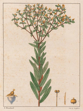 Auguste de SaintHilaire - Euphorbia Papillosa.webp