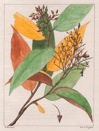 Auguste de SaintHilaire - Gomphia Hexasperma.webp