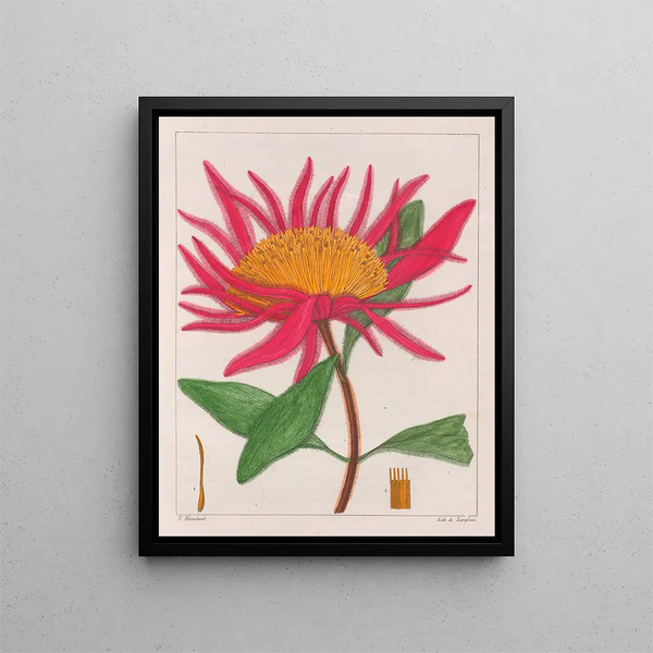 Gomphrena macrocephala - Auguste de Saint-Hilaire — oprawiony obraz na ścianie